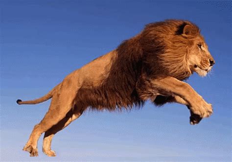 Lion GIFs .